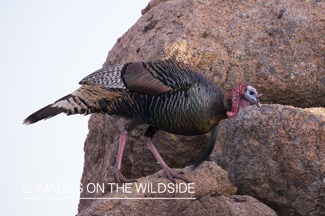 Rio Grande Turkey in habitat.