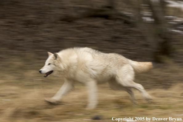 Gray wolf running in habitat.