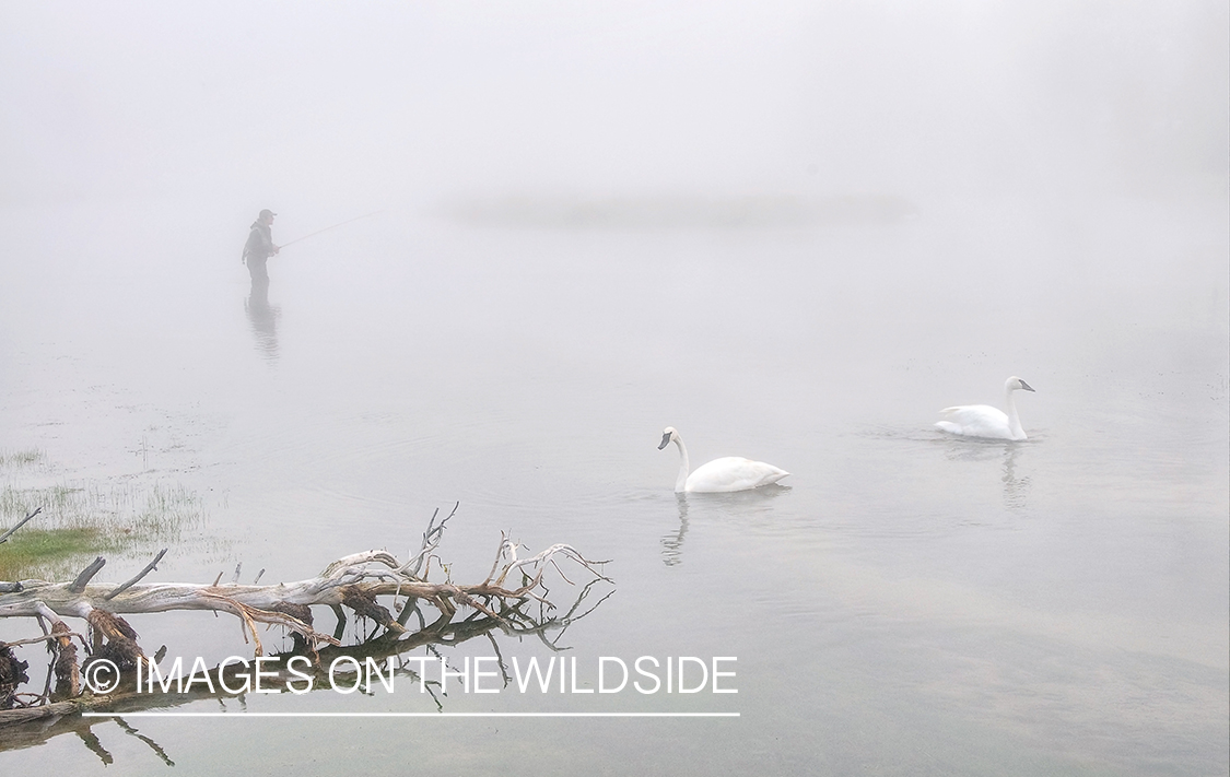 Flyfishing on Firehole River with swans in habitat, Yellowstone National Park. 