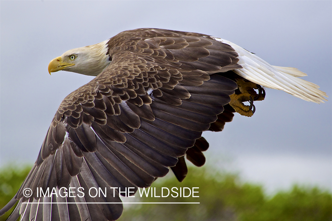 Bald Eagle in flight.