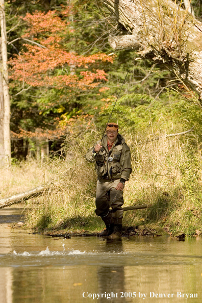 Flyfisherman playing trout on small creek.