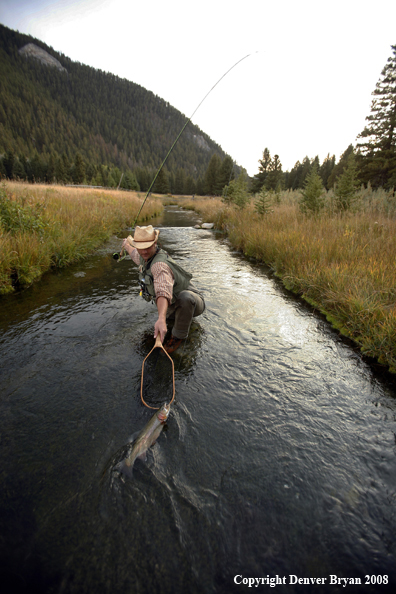 Flyfisherman Landing Rainbow Trout