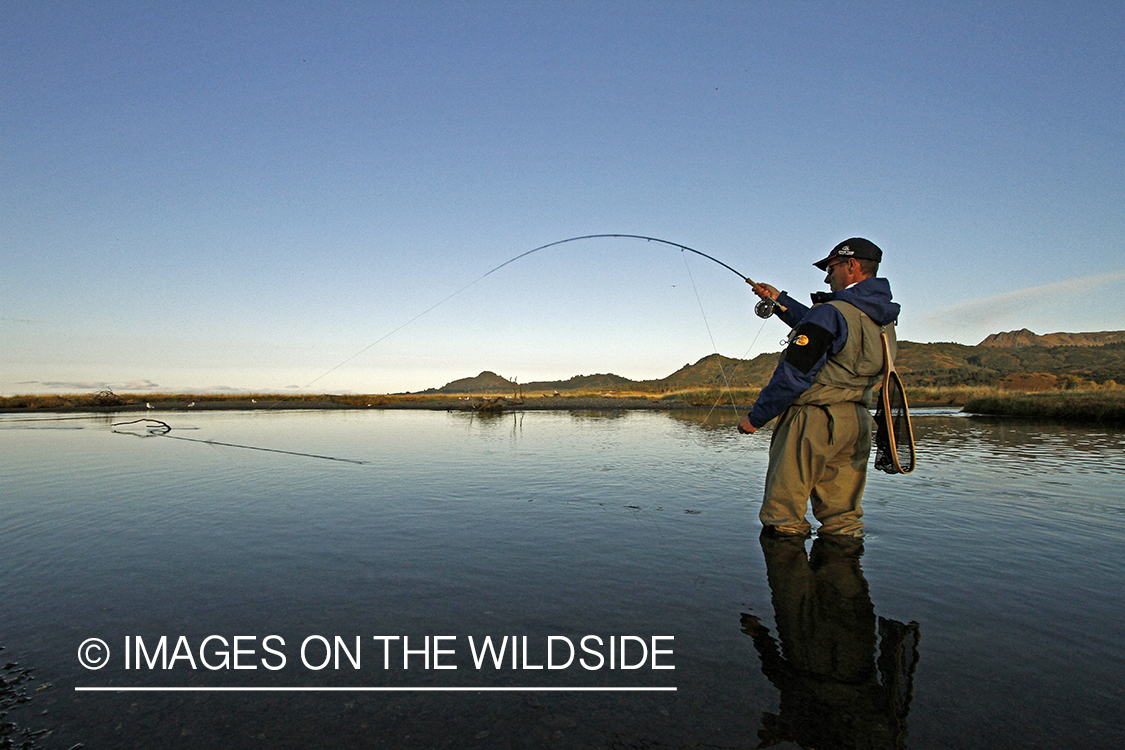 Flyfisherman with fish on line. 