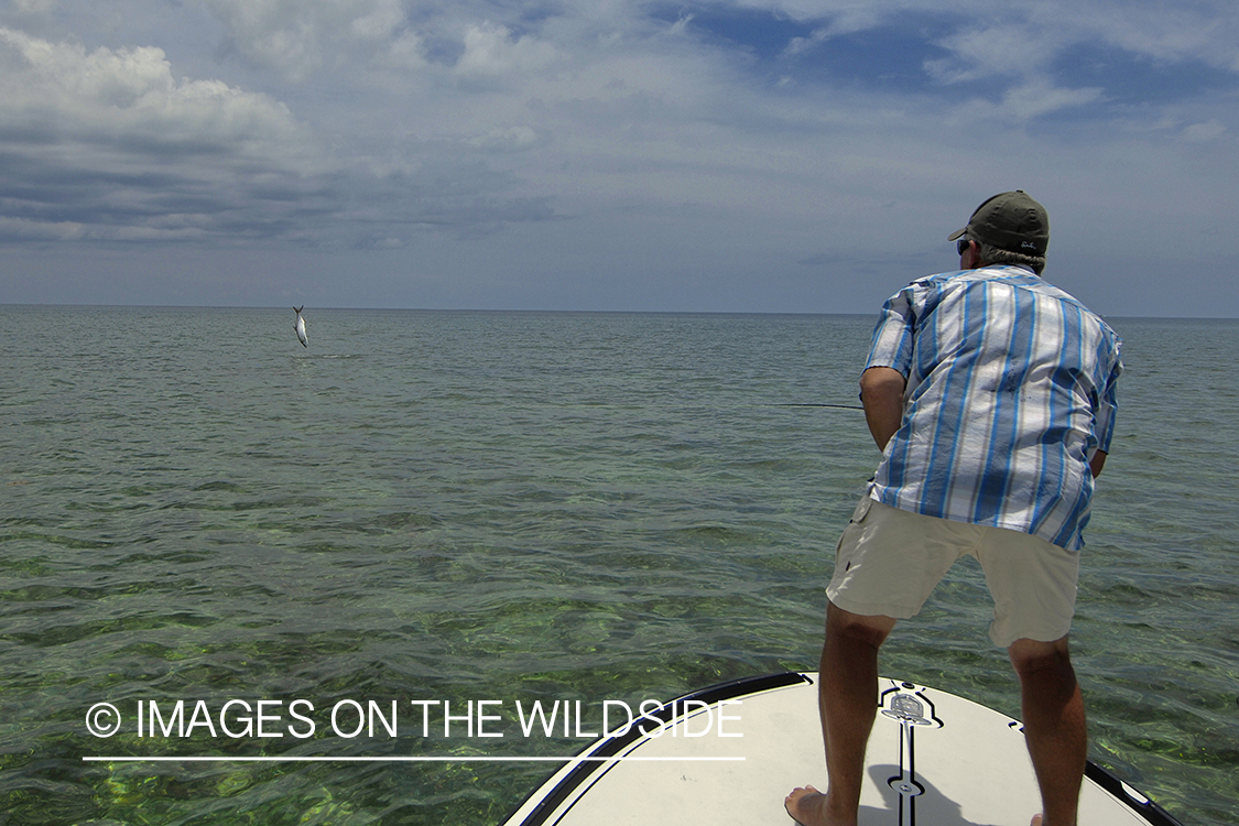 Flyfisherman fighting jumping tarpon on line.