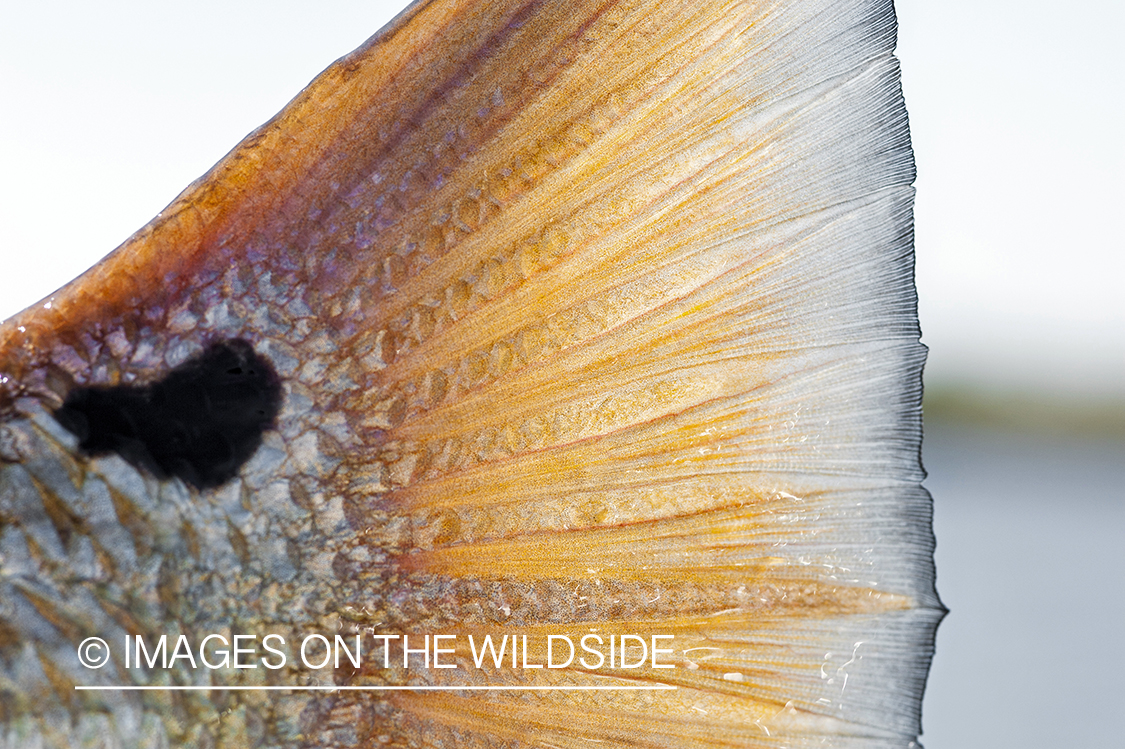 Close-up on redfish fin.