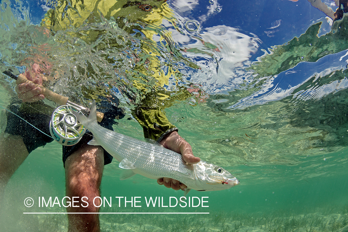 Flyfisherman releasing bonefish.