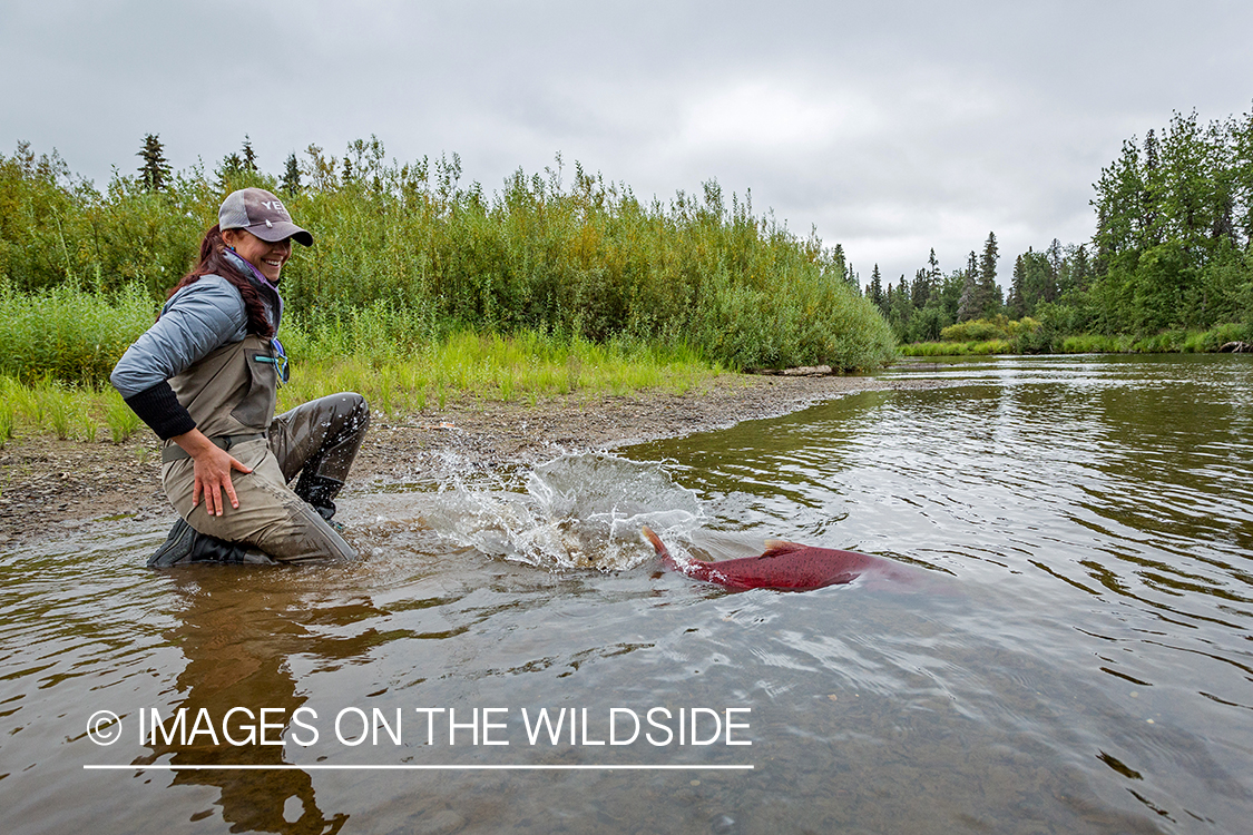 Flyfisher Camille Egdorf releasing King salmon. 