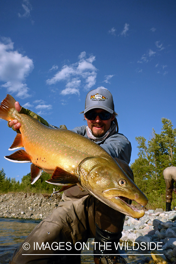 Flyfisherman releasing bull trout.