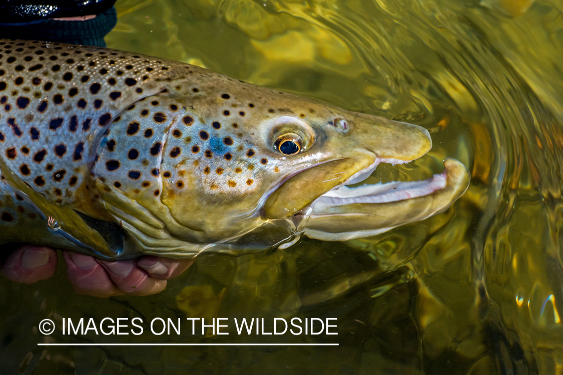 Flyfisherman releasing Brown Trout.