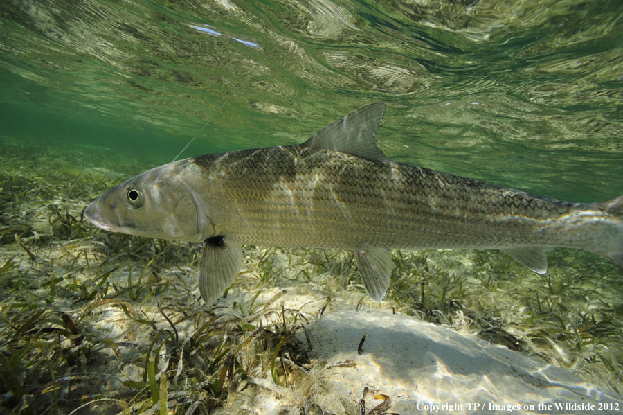 Flyfishing for bonefish.