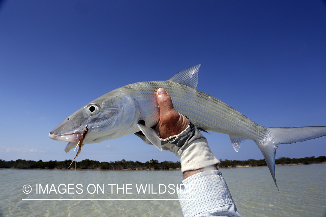 Bonefish with fly in mouth.