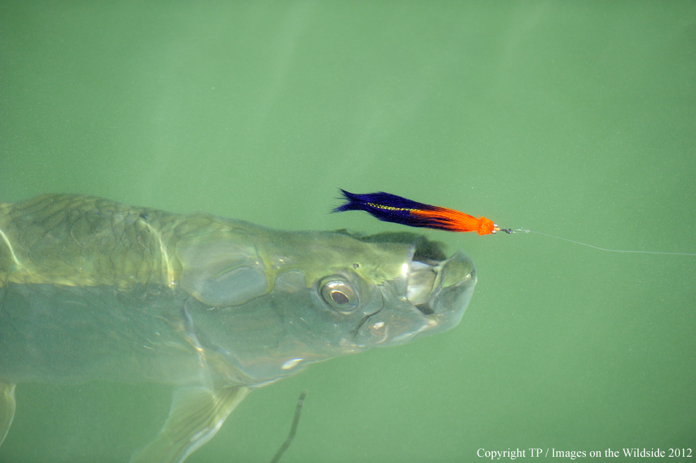 Tarpon chasing fly. 