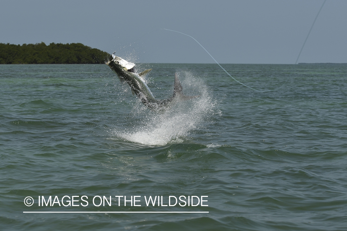 Tarpon on the line jumping.