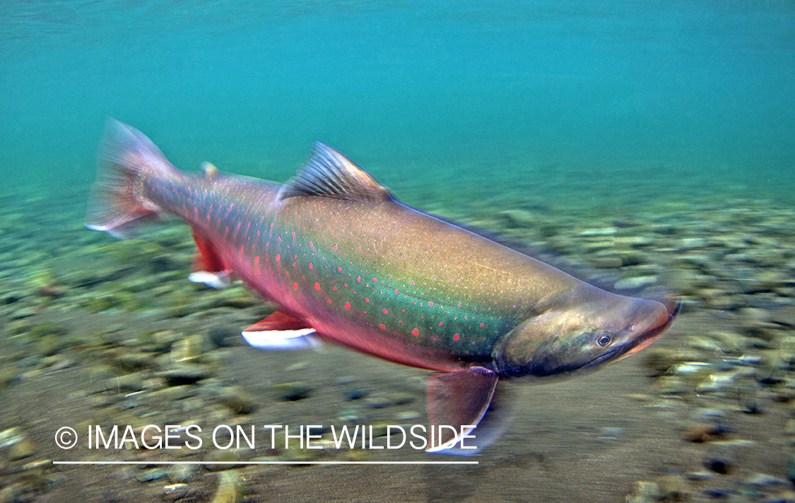 Arctic Char in habitat.