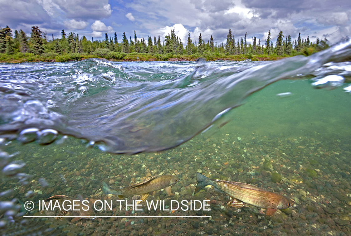 Grayling underwater.