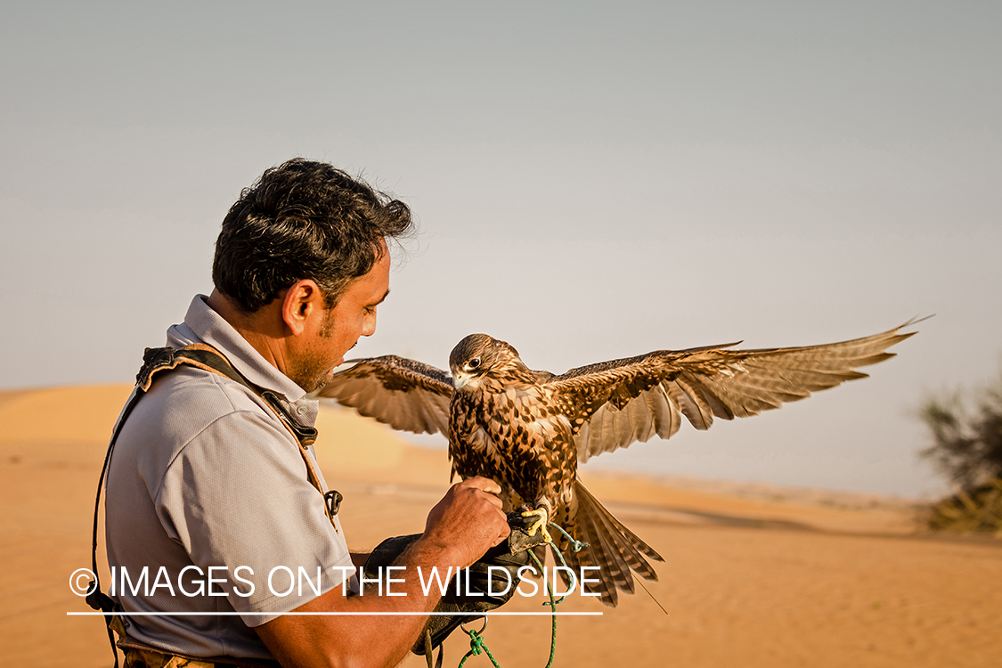 Falconer with falcon.