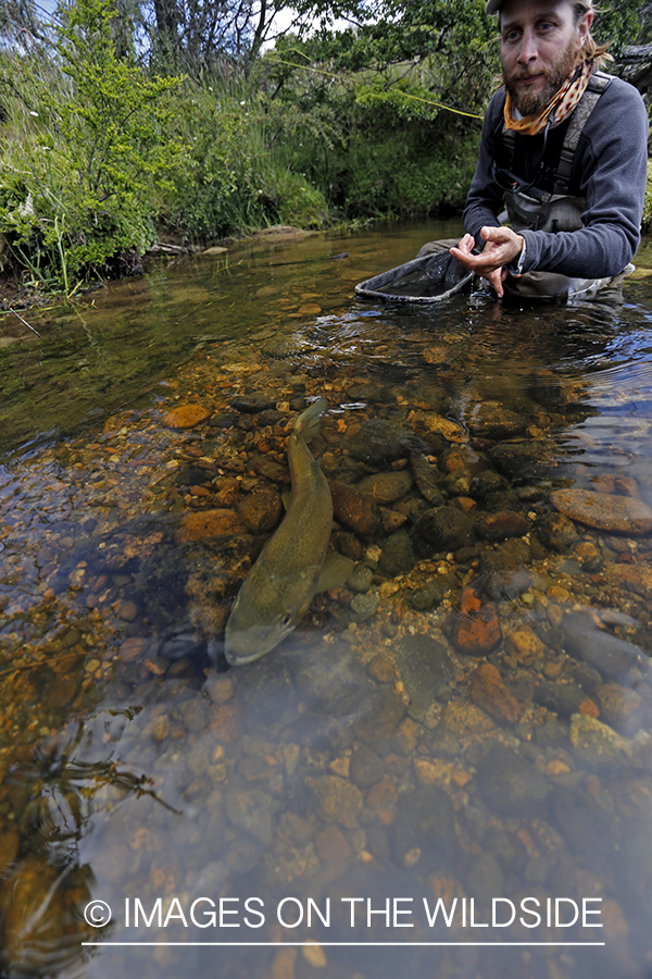 Flyfisherman releasing brown trout.