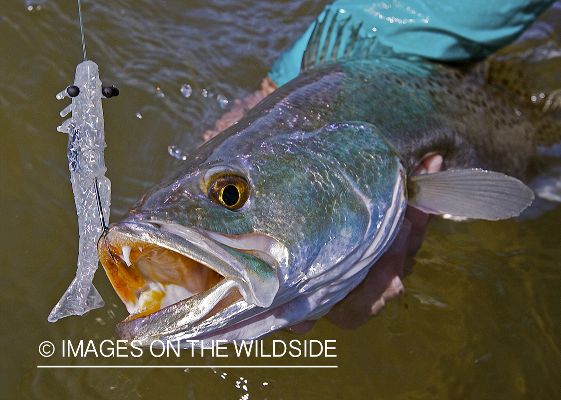 Deep sea fisherman holding hooked sea trout.