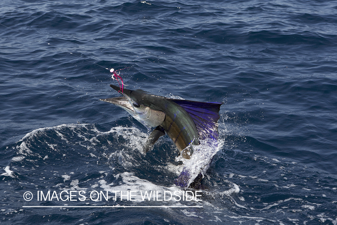 Jumping sailfish on line deep sea fishing.