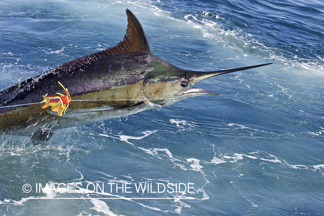 Deep sea fisherman fighting jumping blue marlin.
