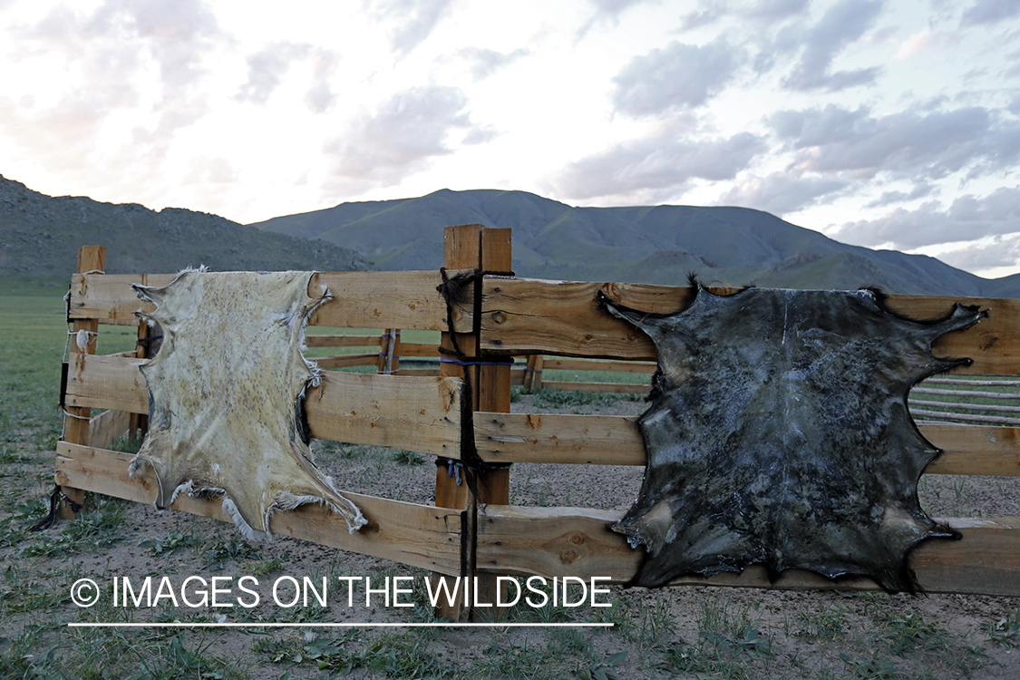 Skinned goats drying on fence on Mongolian steppe.