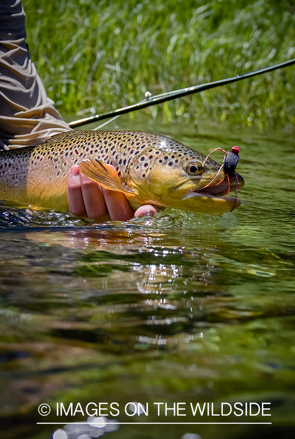 Brown trout with fly in mouth.