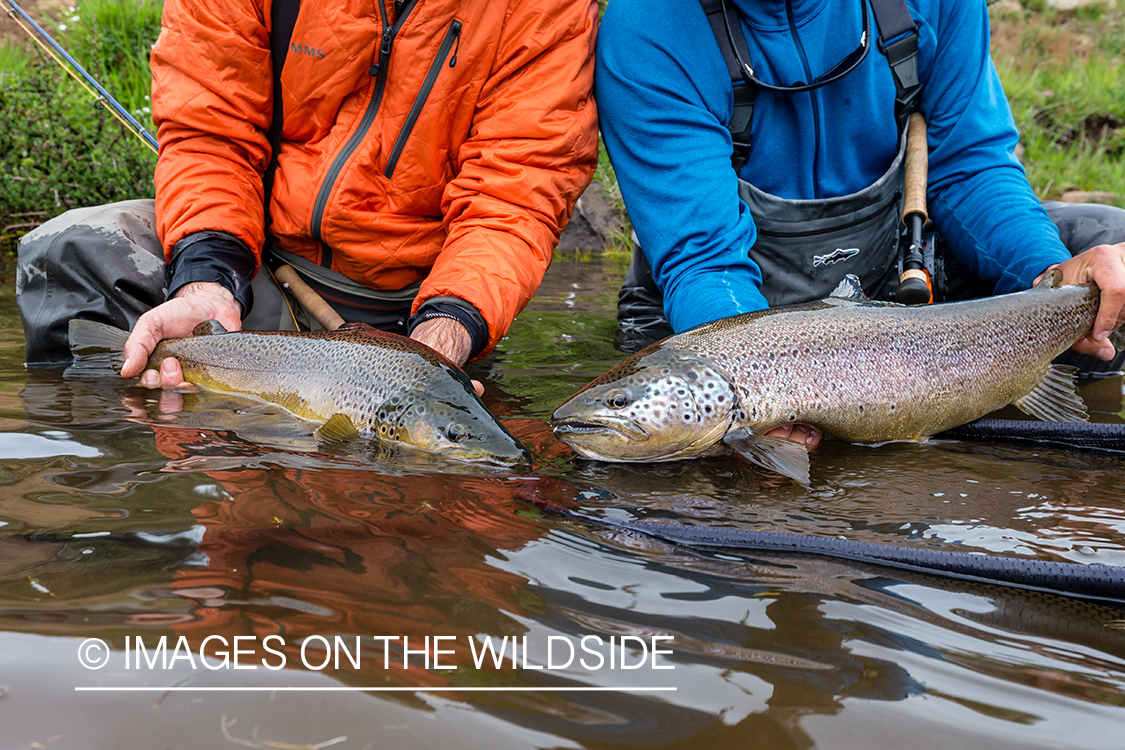 Flyfisherman releasing trout.