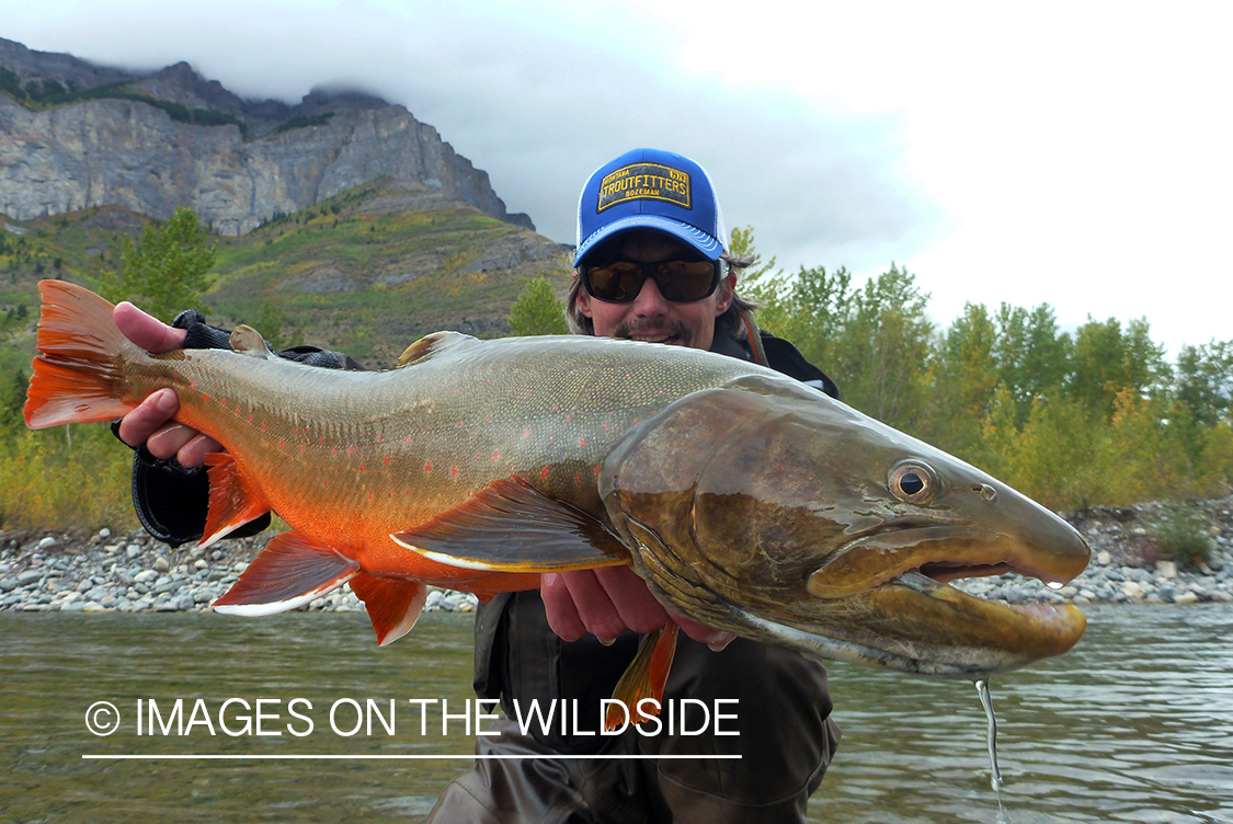 Flyfisherman with bull trout.