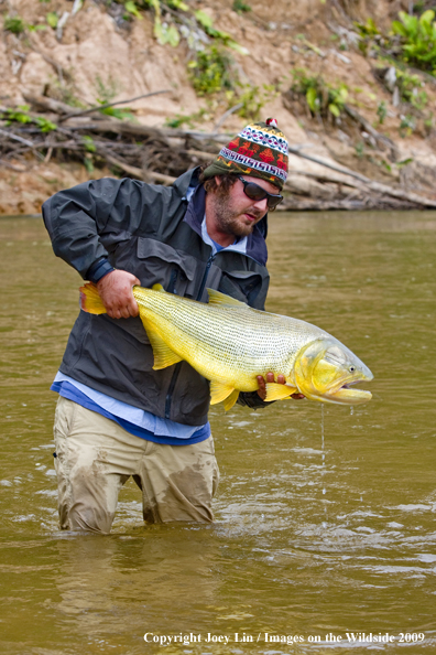 Flyfisherman holding a Golden Dorado