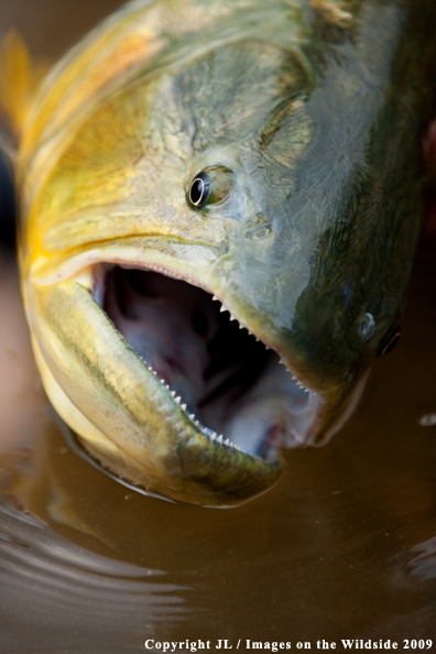 Golden Dorado fish species