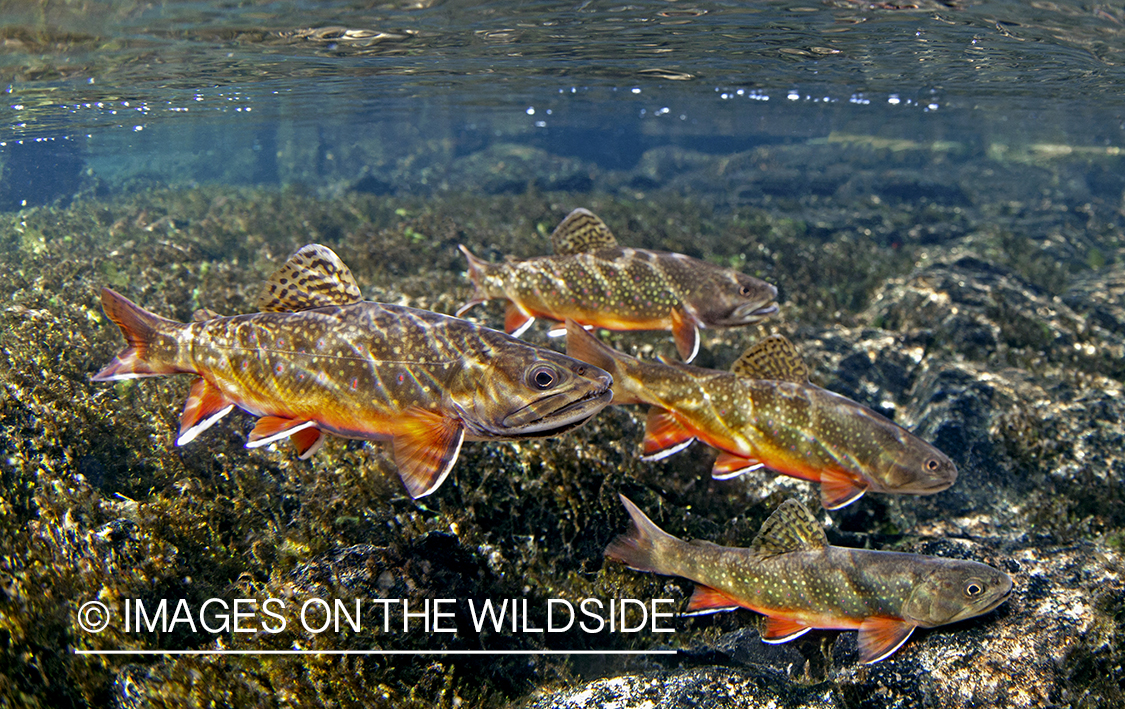 Brook trout in habitat.