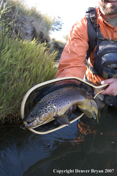 Flyfisherman holding/releasing brown trout.  Closeup of trout.