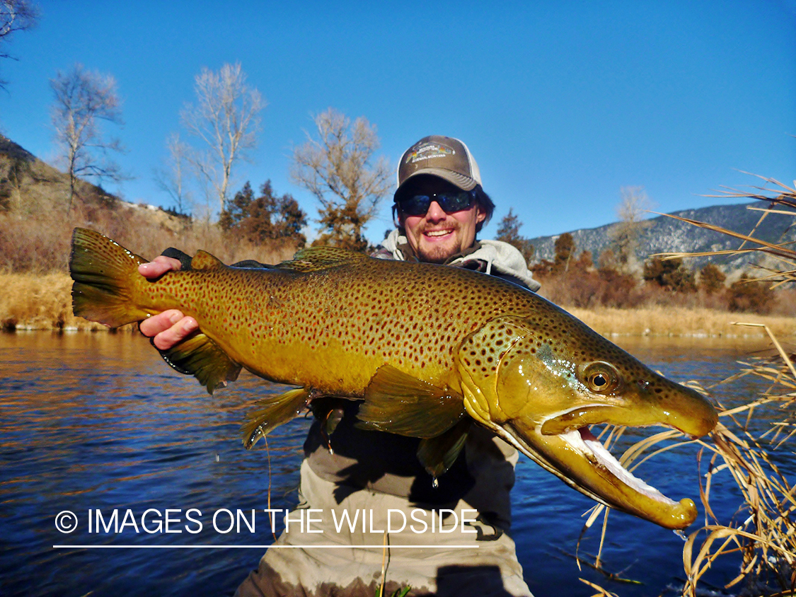 Flyfisherman with brown trout.