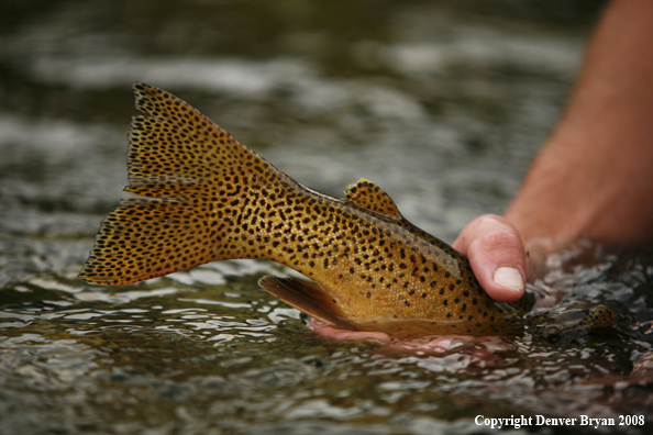 Cutthroat Trout Tail