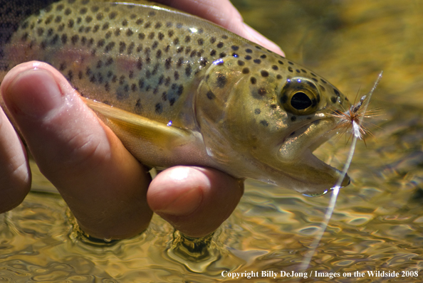 Flyfisherman with rainbow trout