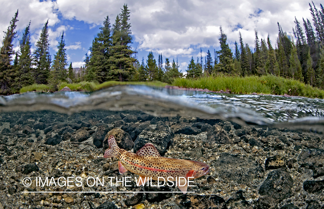 Rainbow trout in habitat.