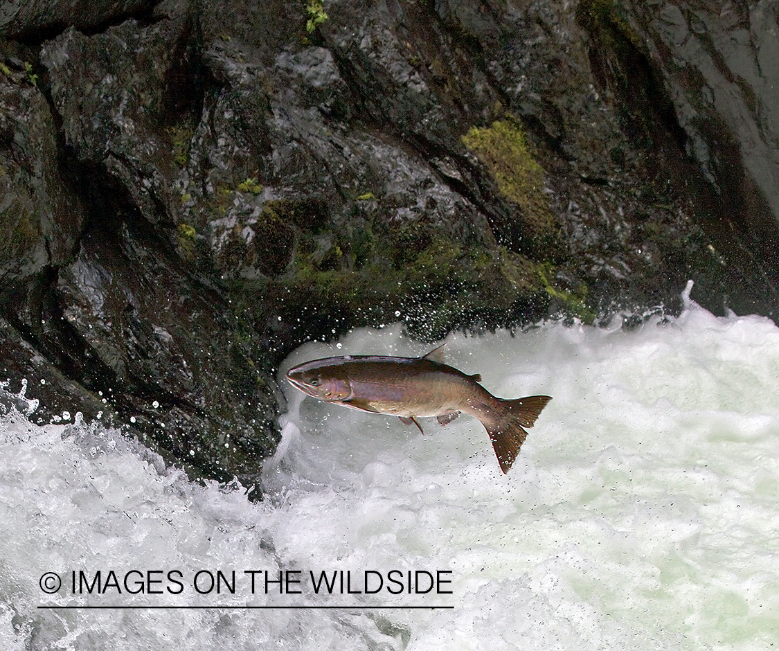 Steelhead fish jumping up stream during migration. 