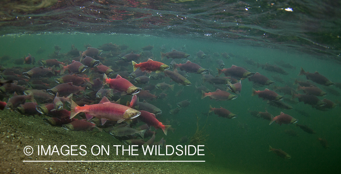 Sockeye Salmon in habitat.