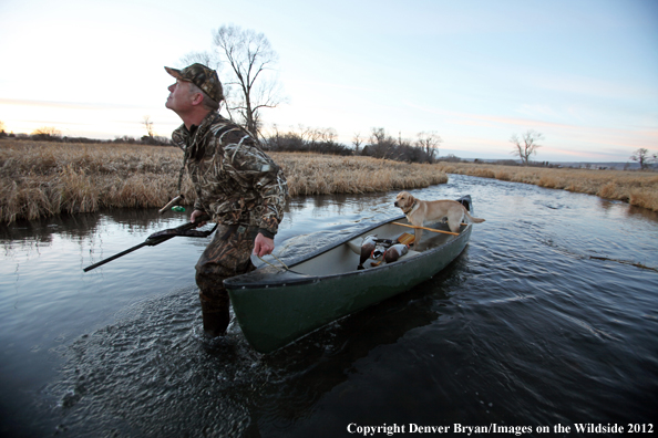 Duck hunter with yellow labrador retriever in canoe. 