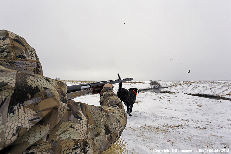 Waterfowl hunter shooting duck with black labrador retriever.