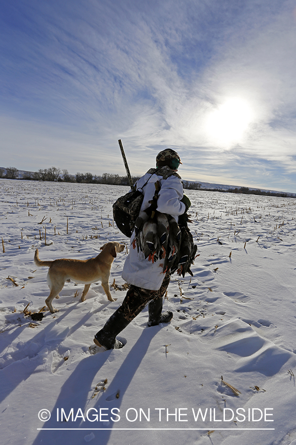 Waterfowl hunter and yellow labrador with bagged mallards in field.