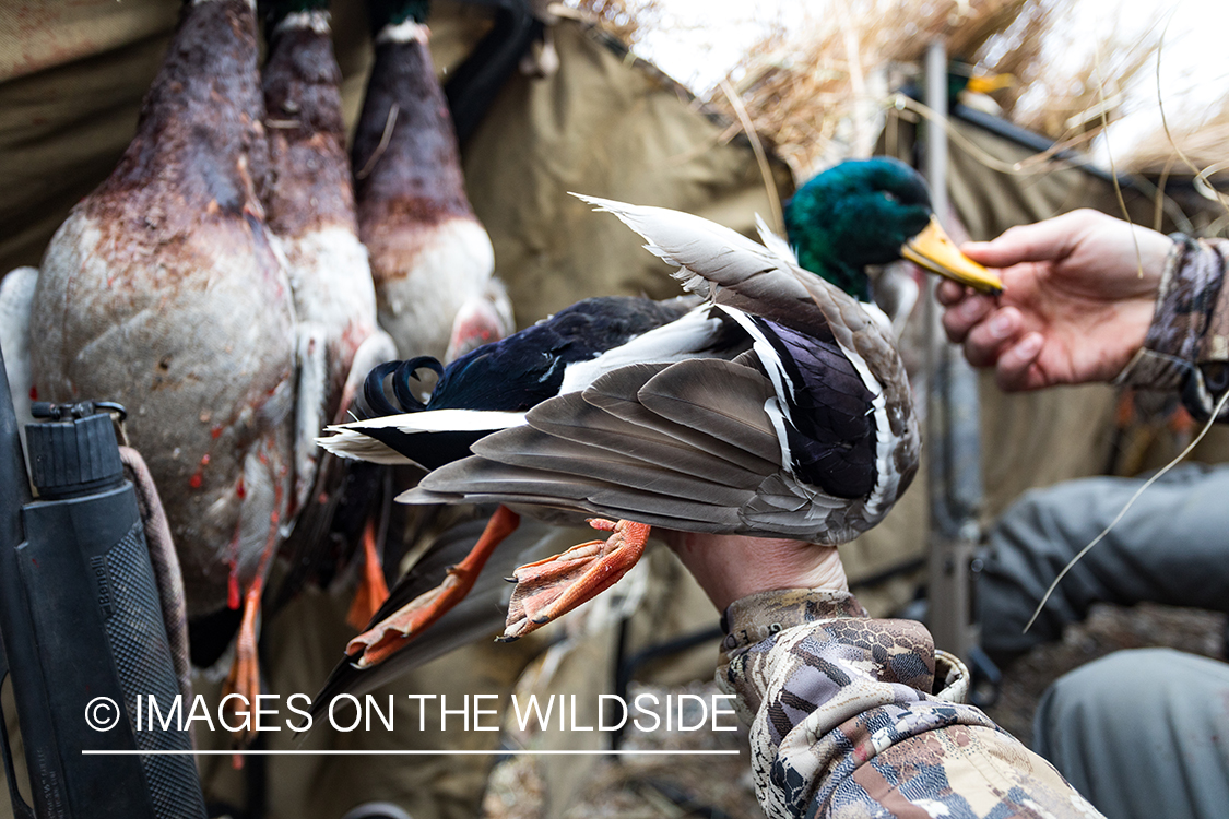 Waterfowl hunting