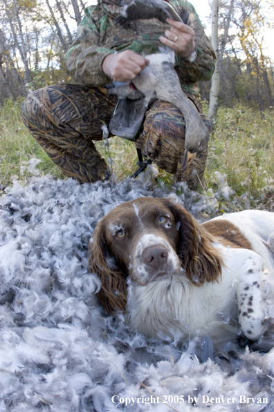 Goose hunter cleaning goose with springer spaniel in feathers.