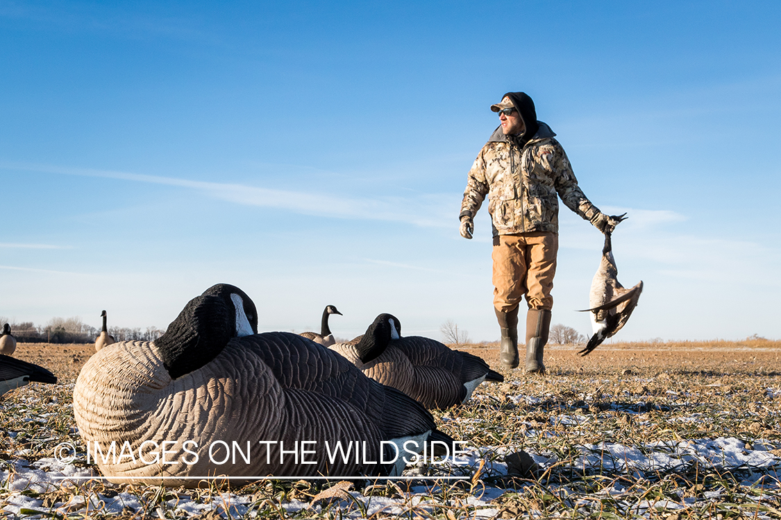 Hunter retrieving Canada goose.