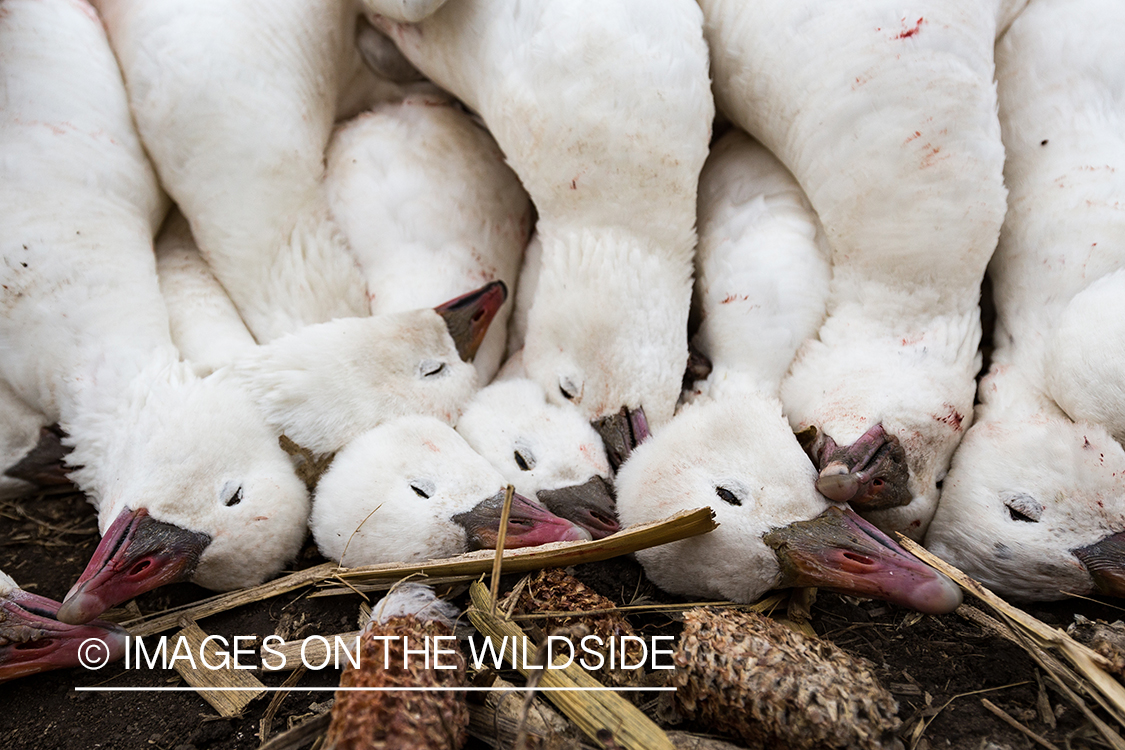 Bagged snow geese.