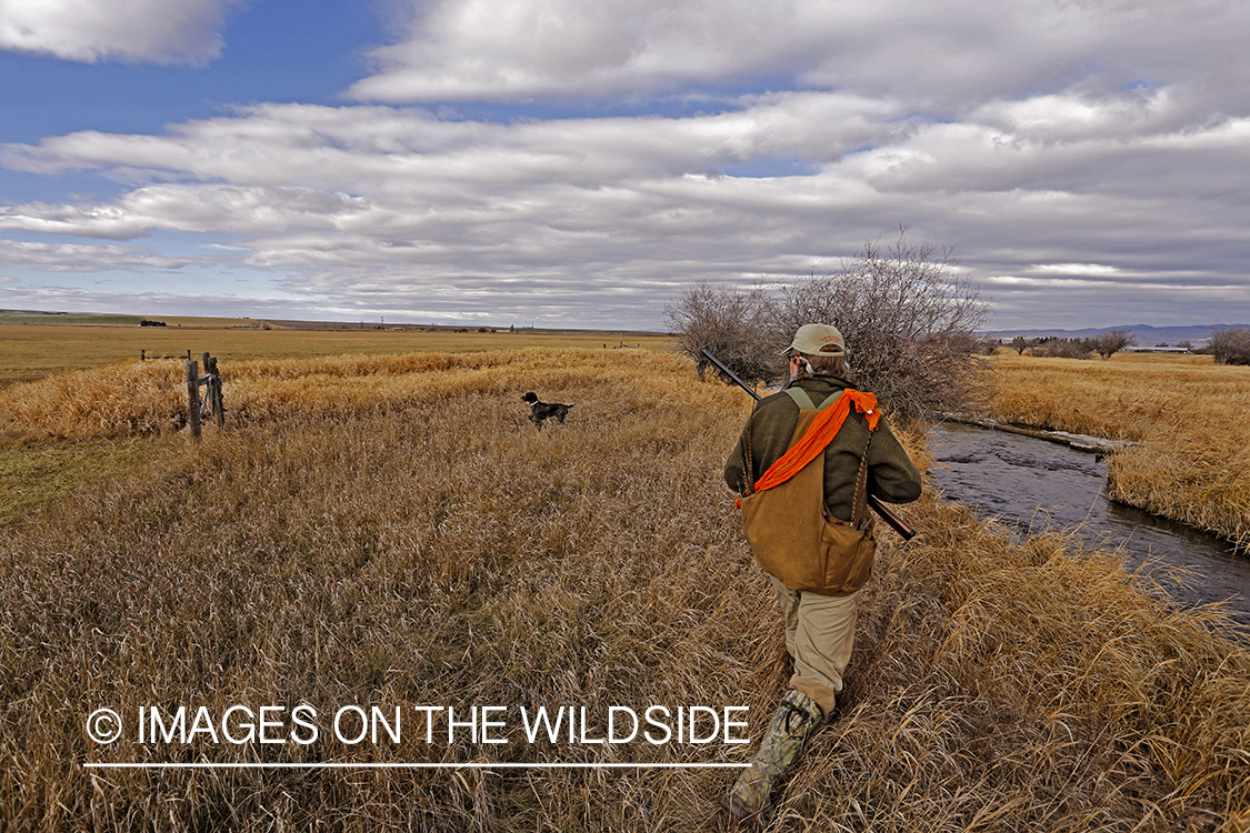 Pheasant hunter in field. 