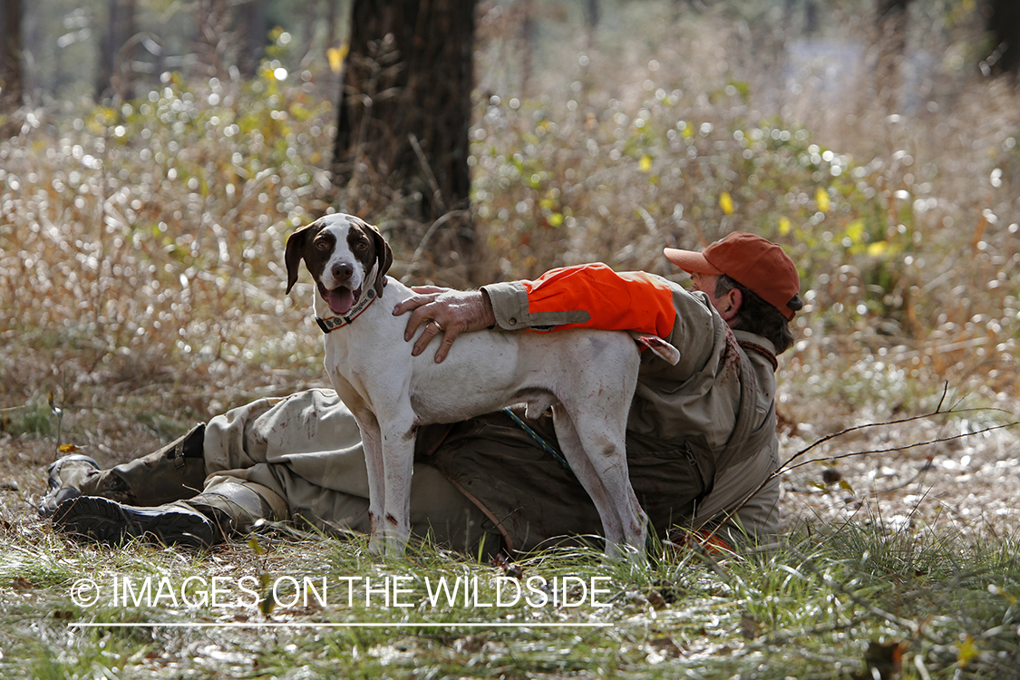 Bobwhite quail hunter in field with english pointer.