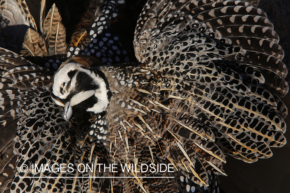 Bagged Mearns quail.