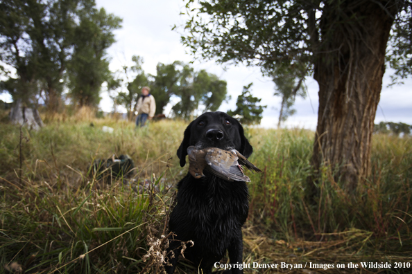 Dove Hunting