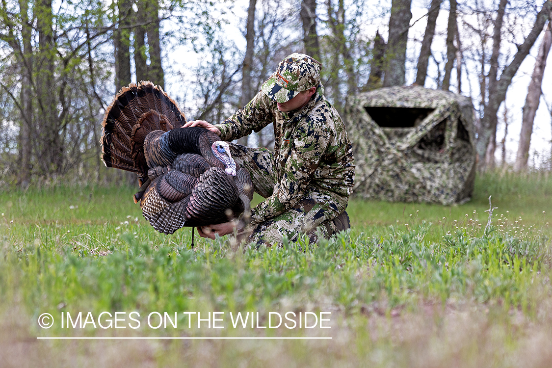 Hunter setting up turkey decoy.